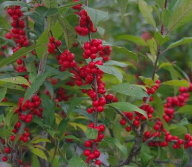 Ilex verticillata Maryland Beauty 