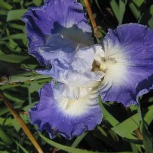 Iris germanica Clarence