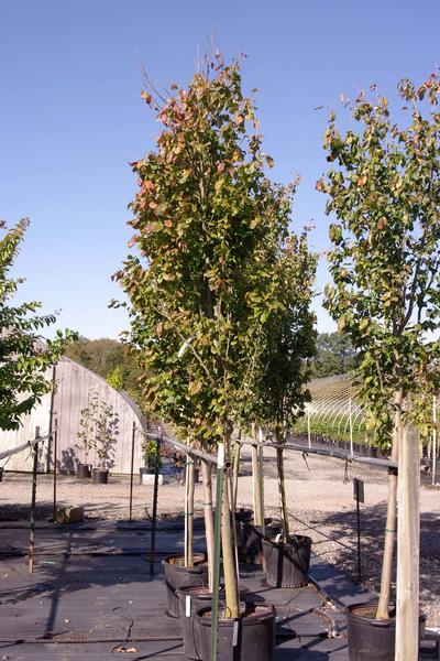 Parrotia persica Ruby Vase