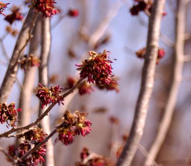 Parrotia persica Ruby Vase