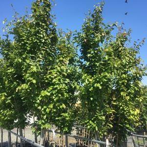 Parrotia persica Vanessa