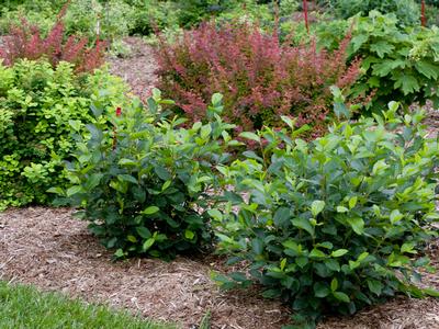 Aronia melanocarpa Low Scape 'Hedger' (Spring Meadow)