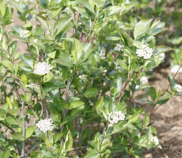 Aronia melanocarpa Low Scape 'Hedger' (Spring Meadow)