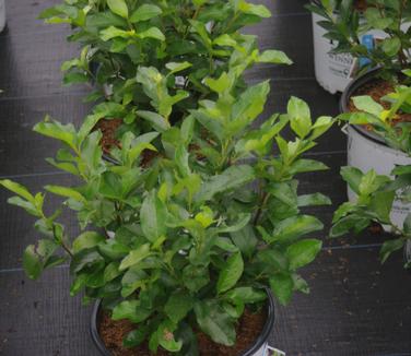 Aronia melanocarpa Low Scape 'Hedger'