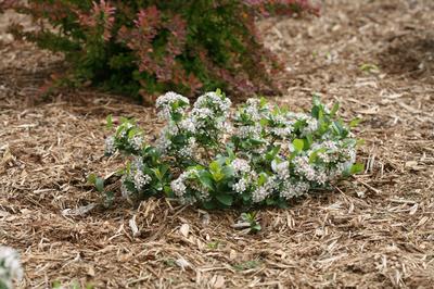 Aronia melanocarpa Low Scape 'Mound' (Spring Meadow)