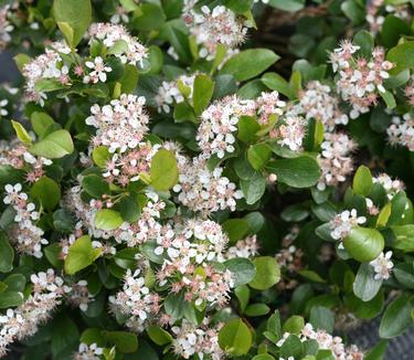 Aronia melanocarpa Low Scape 'Mound' (Spring Meadow)