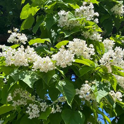 Catalpa speciosa 