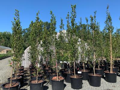 Carpinus betulus 'Frans Fontaine' - European - Hornbeam from Pleasant Run Nursery