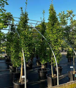 Carpinus betulus 'Frans Fontaine' - European - Hornbeam from Pleasant Run Nursery