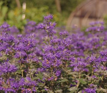 Caryopteris x clandonensis Beyond Midnight