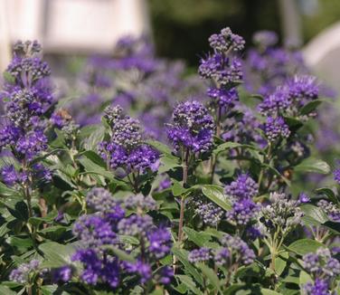 Caryopteris x clandonensis Beyond Midnight