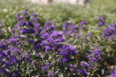 Caryopteris x clandonensis Beyond Midnight