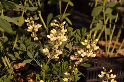 Baptisia x Decadence 'Vanilla Cream''