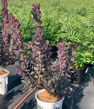 Cotinus coggygria 'Winecraft Black' - Smokebush from Pleasant Run Nursery