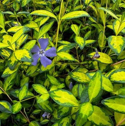 Vinca minor Illumination