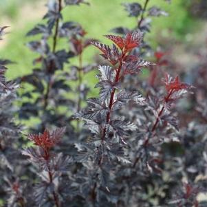 Physocarpus opulifolius Summer Wine® Black