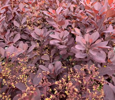 Cotinus coggygria 'Winecraft Black' - Smokebush from Pleasant Run Nursery