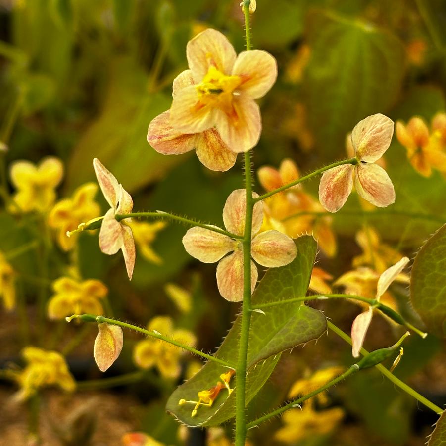 Epimedium x warleyense 'Ellen Willmott' - Barrenwart from Pleasant Run Nursery