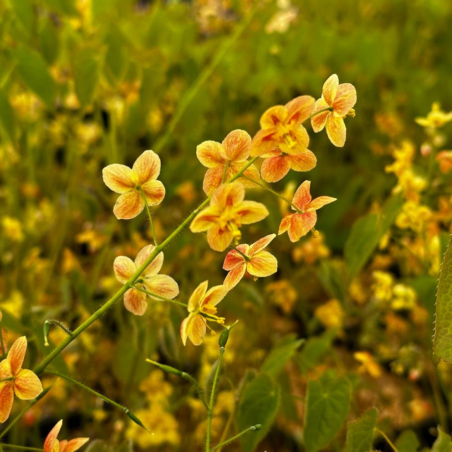 Epimedium x warleyense 'Ellen Willmott' - Barrenwart from Pleasant Run Nursery