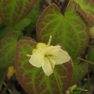 Epimedium x versicolor Sulphureum