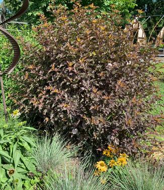 Physocarpus opulifolius Ginger Wine - Ninebark from Pleasant Run Nursery
