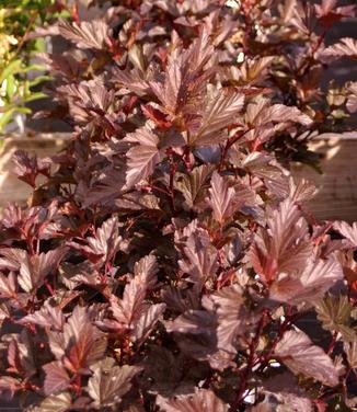 Physocarpus opulifolius Ginger Wine