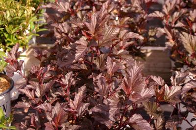 Physocarpus opulifolius Ginger Wine