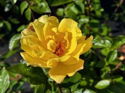 Rosa 'Golden Showers' - Climbing Rose from Pleasant Run Nursery