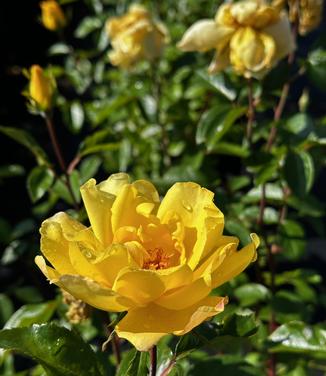 Rosa 'Golden Showers' - Climbing Rose from Pleasant Run Nursery