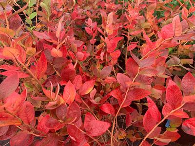 Vaccinium corymbosum 'Blue Jay' - Highbush Blueberry from Pleasant Run Nursery