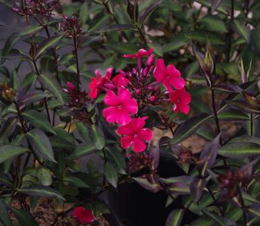 Phlox paniculata Lord Clayton