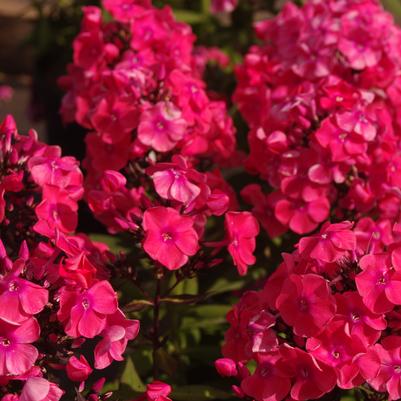 Phlox paniculata Glamour Girl