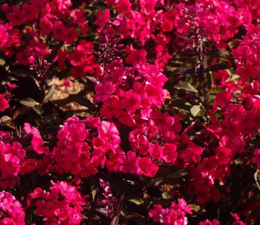 Phlox paniculata 'Lord Clayton'