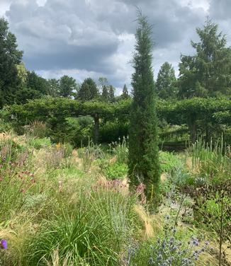 Juniperus virginiana 'Taylor' - Eastern Redcedar (@ Chanticleer)