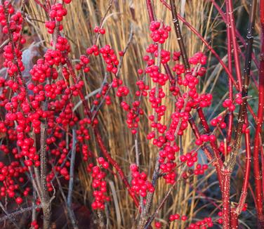 Ilex verticillata Winter Red - Winterberry 