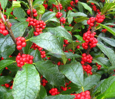  Ilex verticillata Winter Red