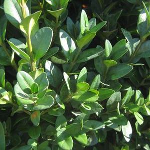 Buxus sempervirens Dee Runk