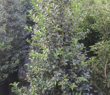 Ilex x aquiperneyi Dragon Lady® ('Meschick')