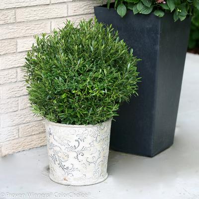 Ilex glabra Gem Box (Spring Meadow)