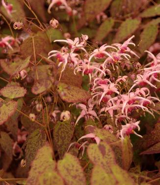 Epimedium x 'Pink Champagne'