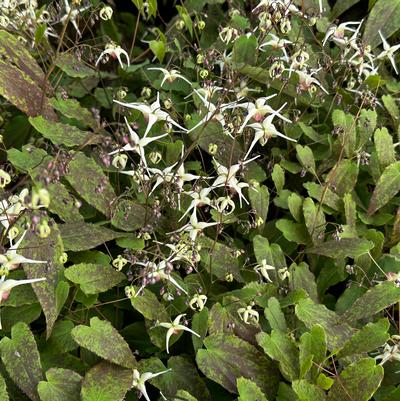 Epimedium x Domino