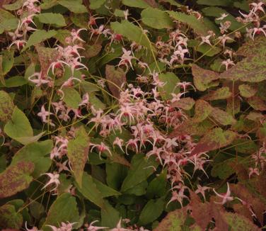 Epimedium x 'Pink Champagne' - Barrenwort from Pleasant Run Nursery