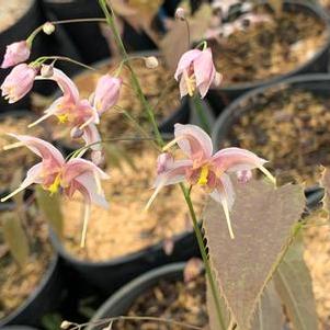 Epimedium x Pink Panther