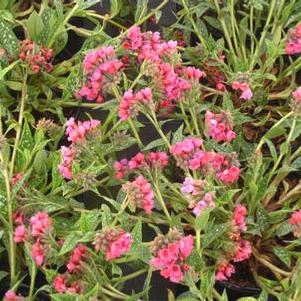 Pulmonaria x Raspberry Splash