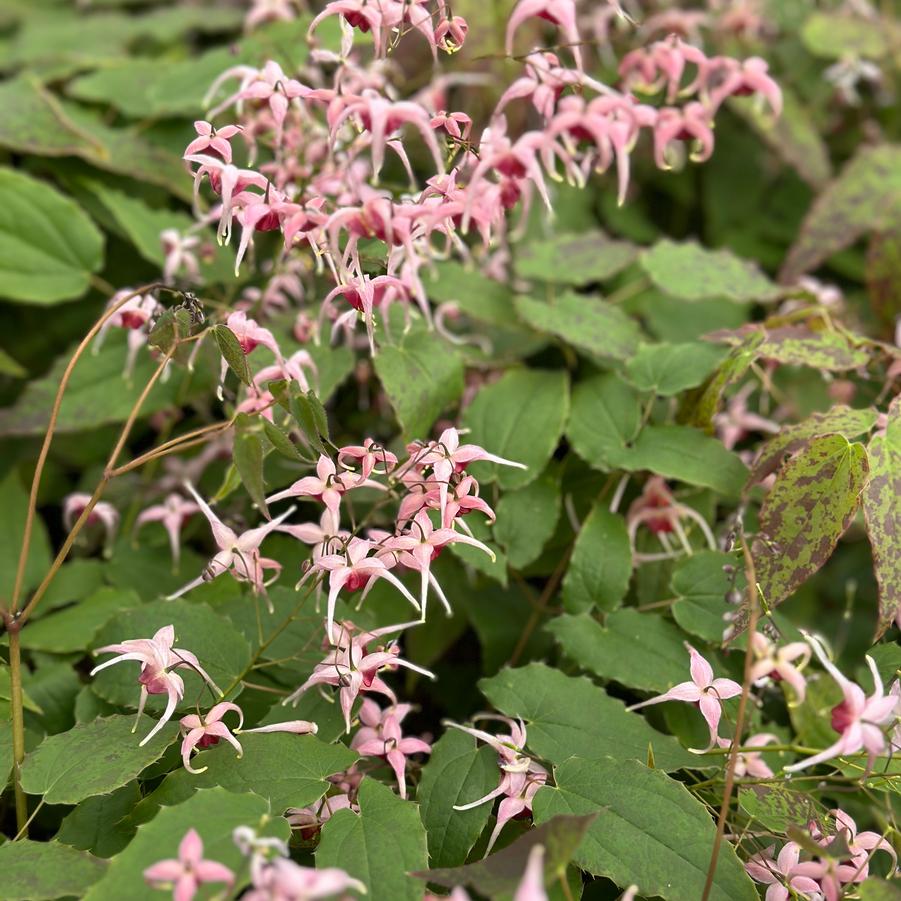 Epimedium x 'Pink Champagne' - Barrenwort from Pleasant Run Nursery