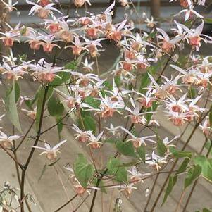 Epimedium x Pink Elf