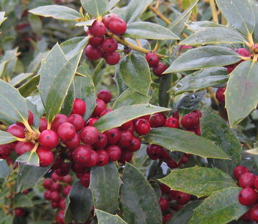 Ilex x 'Christmas Jewel' ('HL10-90')