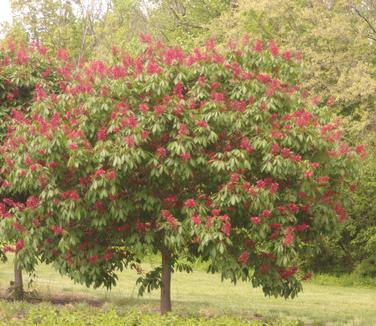 Aesculus pavia 'Splendens' - Red Buckeye from Pleasant Run Nursery