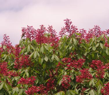 Aesculus pavia 'Splendens' - Red Buckeye from Pleasant Run Nursery