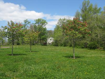 Aesculus pavia Splendens